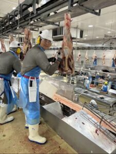 Read more about the article 호주 검증 E-7 비자 도축원, 국내 육가공 현장에 즉시 투입 가능한 숙련 인력